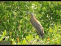 bare-throated-tiger-heron-2013-04-20-san-blas-img_3963