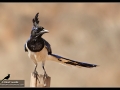 black-throated-magpie-jay-2013-04-16-cacaxtla-img_3794