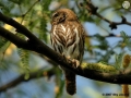 cactus-ferruginous-pygmy-owl-sky-jacobs-7