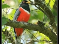 elegant-trogon-2013-04-30-img_6826