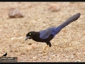 purplish-backed-jay-2012-07-13-cacaxtla-img_0756