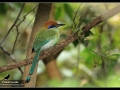 russet-crowned-motmot-2013-03-8-17-chiapas-img_1752