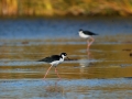 black-necked-stilt