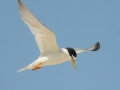 least-tern-mlodinow