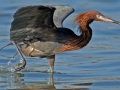 reddish-egreg-mlodinow