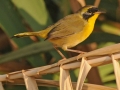 Belding's Yellowthroat