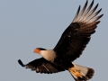 Crested Caracara