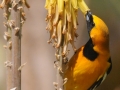 Hooded Oriole