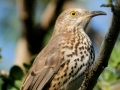 Gray Thrasher