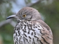 Gray Thrasher