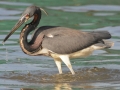 Tri-colored Heron