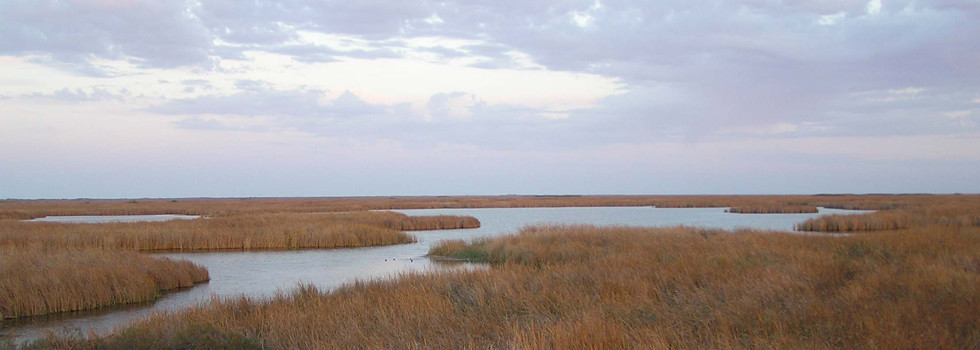 coastal-wetlands